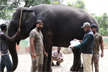 Mysuru Dasara 2026: Rigorous multi-layered elephant selection process begins